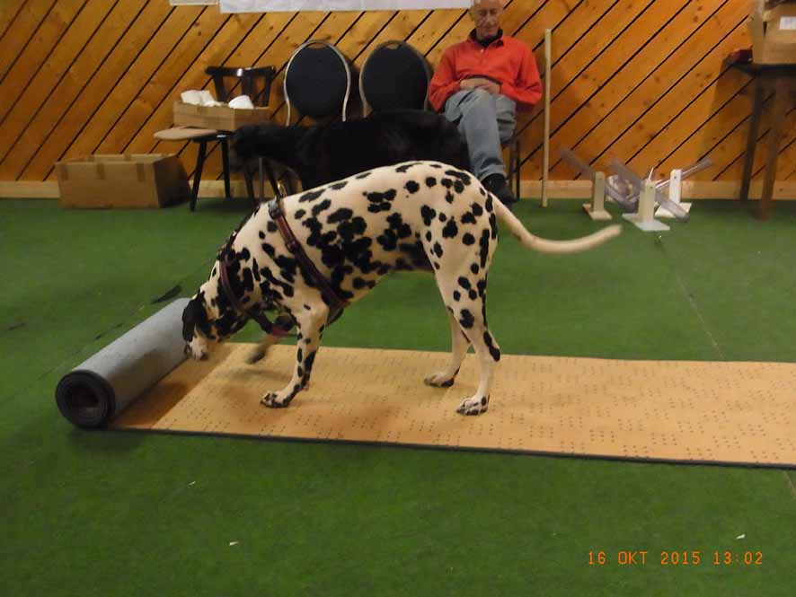 Teppichrolle - Fleckerl2.jpg (886 x 665)